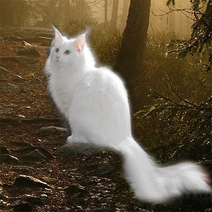 and white Norwegian Forest