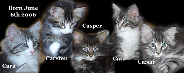 Enka's and Prince Rilian's kittens 2006