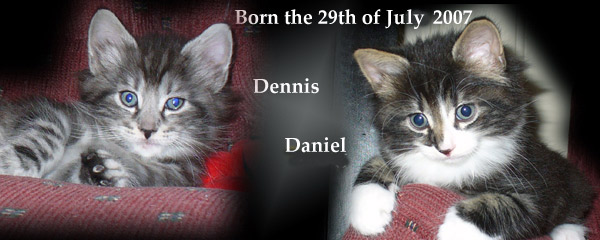 Enka's and Prince Rilian's kittens 2007
