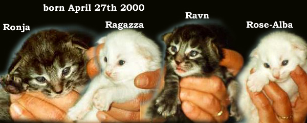 Evita and Santiago's kittens 2000