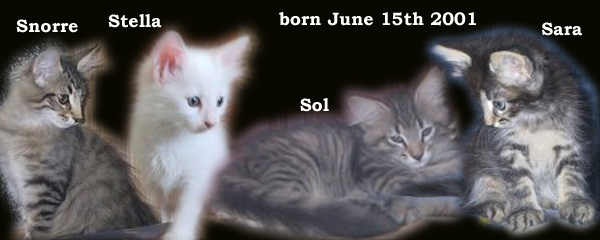 Evita and Espen's kittens 2001