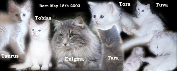 Evita and Enigma's kittens 2003