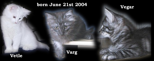 Evita's and Prince Rilian's kittens 2004