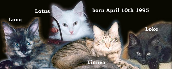 Evita and Erik's kittens 95