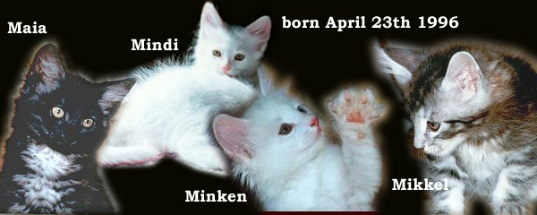 Evita and Erik's kittens 96