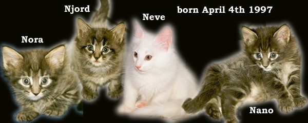 Evita and Santiago's kittens 1997