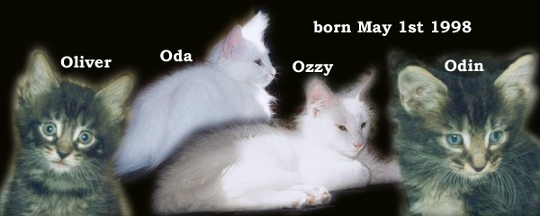 Evita and Santiago's kittens 1998