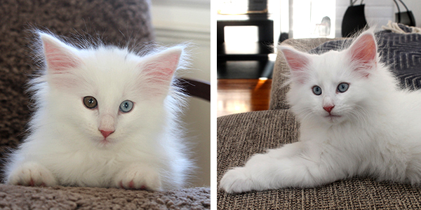 Nelly og Niccolo's kittens 2018