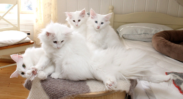 Saga av Niccolo's kittens 2018