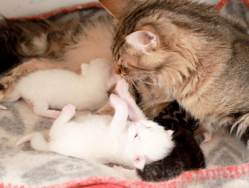 Piri and White Fox' kittens 2019