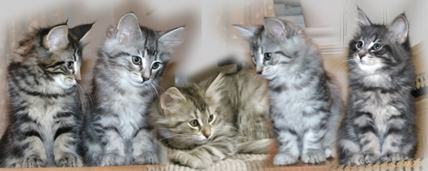 Dini's and Prince Rilian's kittens 2010