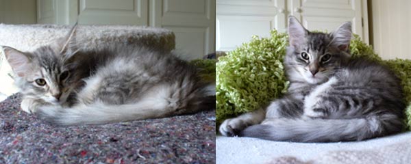 Dini's and Zimson's kittens 2011