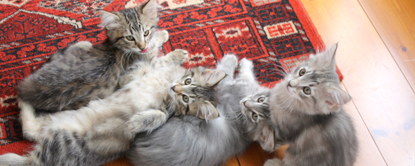 Dini and Wolverine's kittens 2013