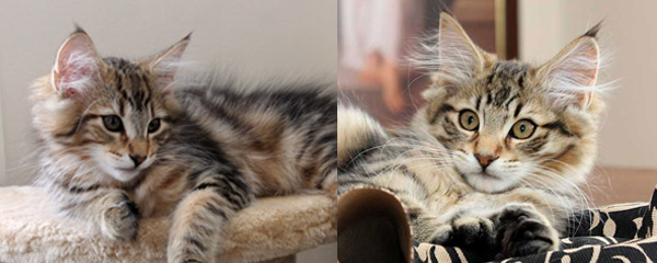 Dini and Wolverine's kittens 2012