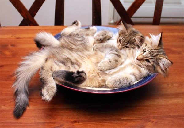 Dini and Wolverine's kittens 2014