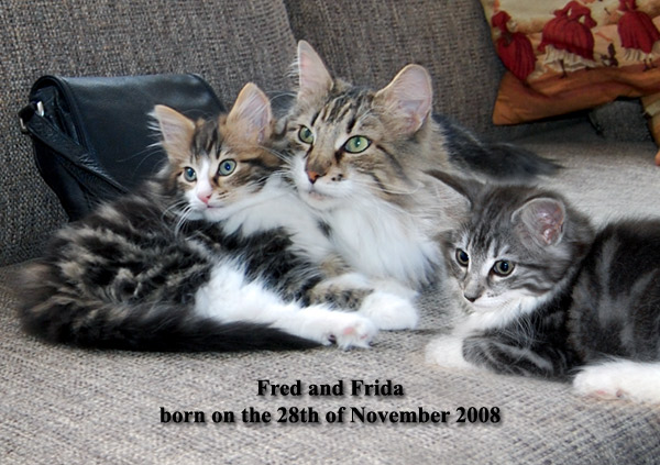 Enka's and Rilia's kittens 2008