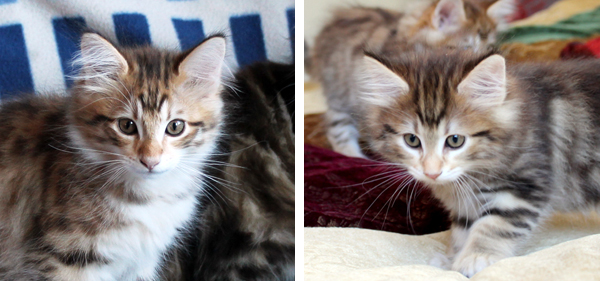 Hasselnøtt and Lykke's kittens 2015