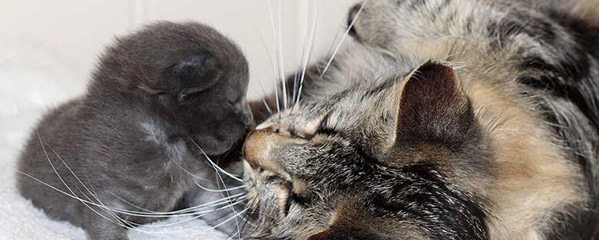 Love and Wolverine's kittens 2012