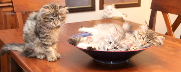 Nelly and Fields' kittens 2013