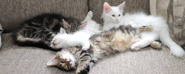 Nelly and Wolverine's kittens 2014