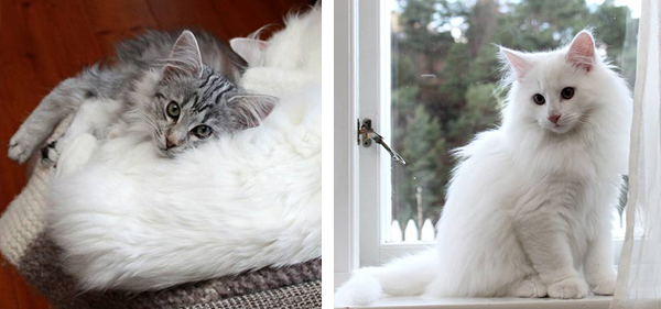 Nelly and Fields' kittens 2015