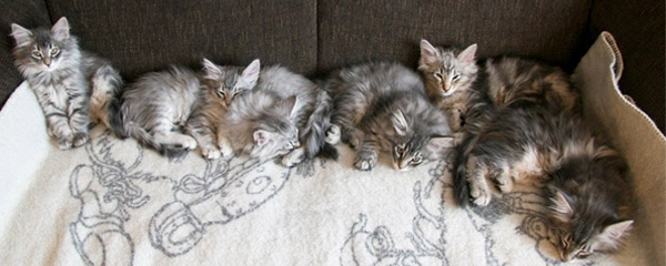 Silver and Wolverine's kittens 2012