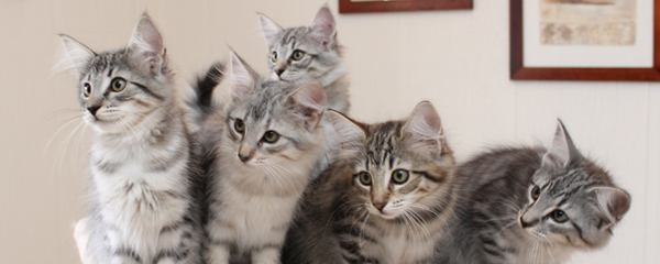 Tuva and Fields' kittens 2014