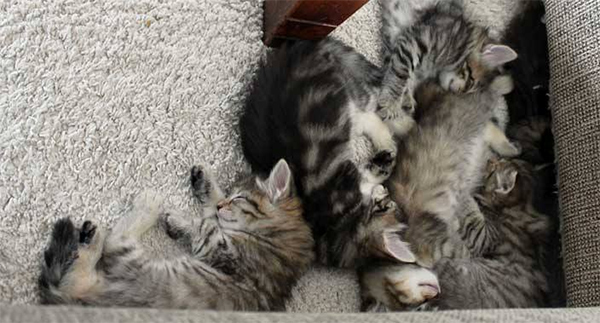 Tuva and Lykke's kittens 2015