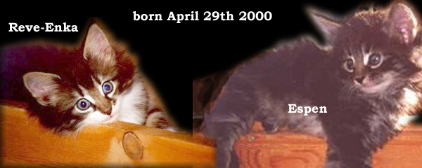 Raya's and Santiago's kittens 2000