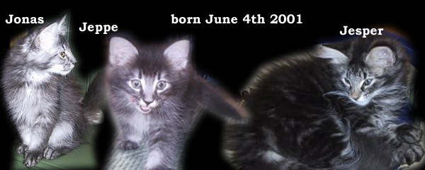 Raya and Halvdan Svarte's kittens 2001