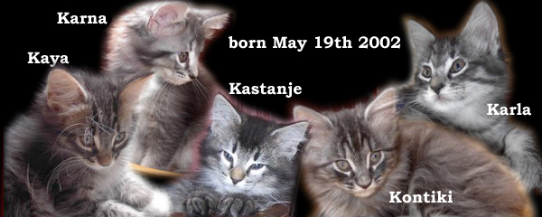 Raya and Haldan Svarte's kittens 2002