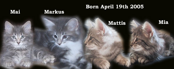 Raya's and Prince Rilian's kittens 2005