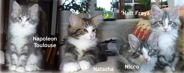 Raya's and Rilian's kittens 2007