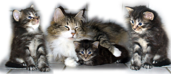 Raya's big surprise 2008