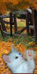 Minken av Moltemyr (N)